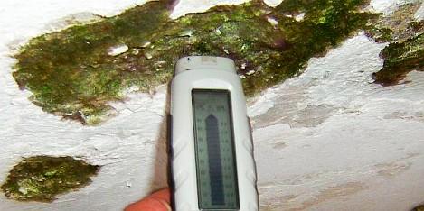 L'infestation d'algue/les algues vertes dans la zone ignoblee - le mètre d'humidité/la mesure d'hygromètre