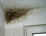 你的房间和浴室的霉菌。
